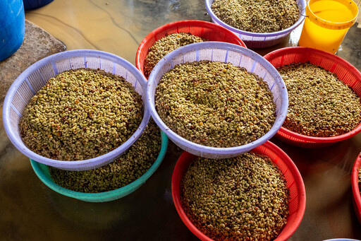 Fermentation