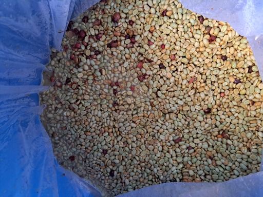 Fermentation