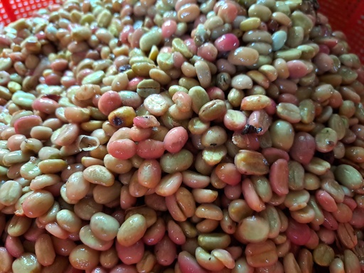 Fermentation