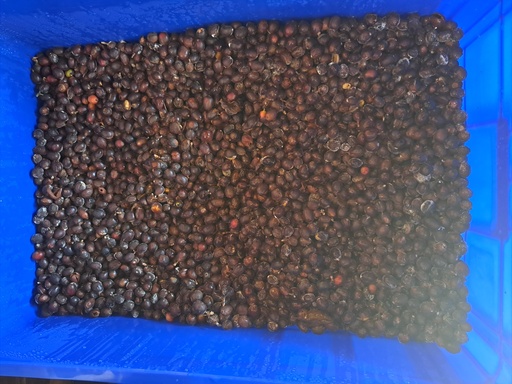 Fermentation