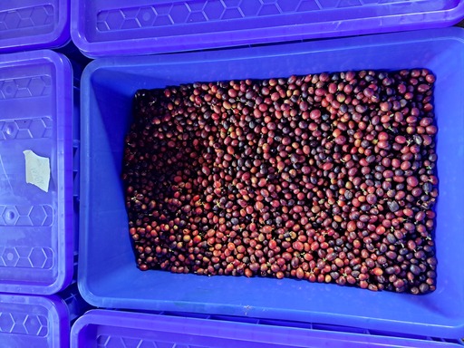 Fermentation
