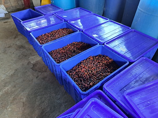 Fermentation
