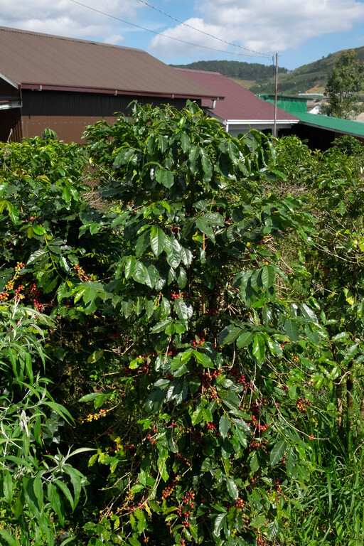 Harvesting